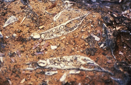 Lara, fossils of pygmy hippos.